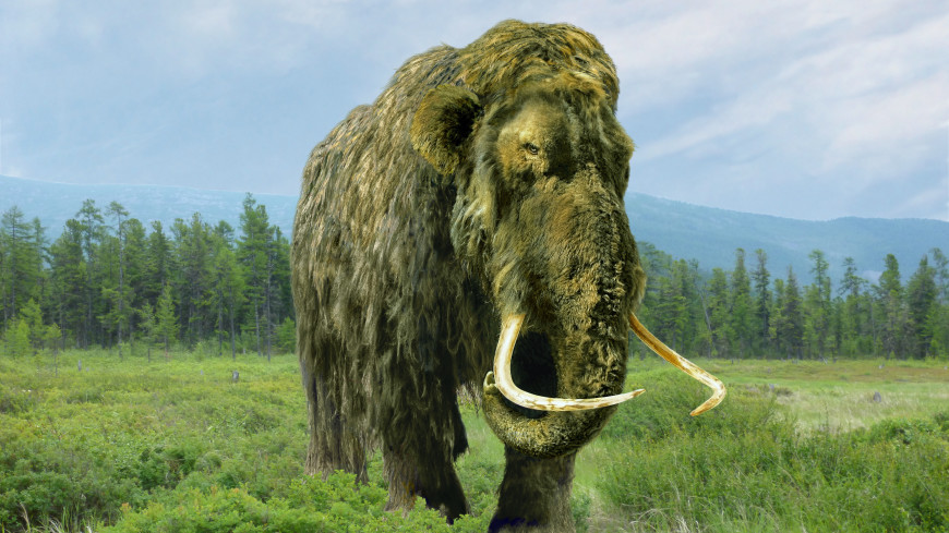 Люди не виноваты: названа причина вымирания мамонтов в Сибири