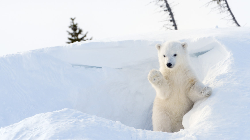 На Чукотке белый медвежонок-сирота научился добывать себе пищу