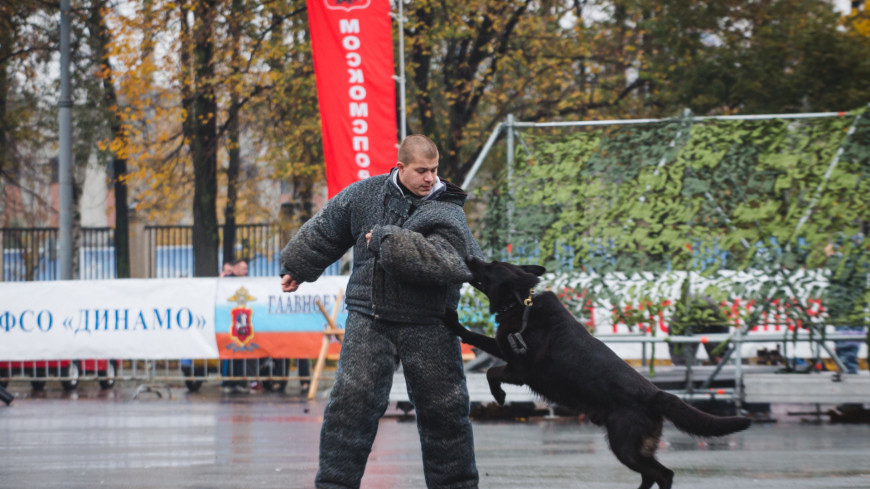 8 октября в Лужниках прошел спортивный праздник московской полиции,полиция, собака, кинолог, ,полиция, собака, кинолог, 