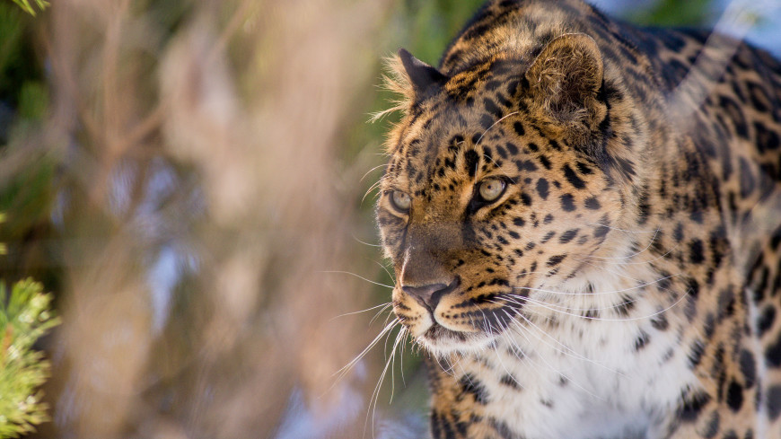 Дальневосточный леопард оставил отметку на любимом дереве амурского тигра