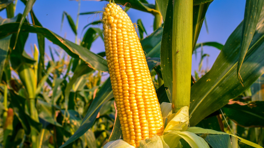 Кукурузу признали опасной для некоторых категорий людей