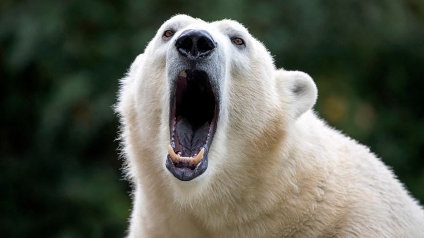 В НАО спасли оленеводов, которых сутки «держал в заложниках» белый медведь