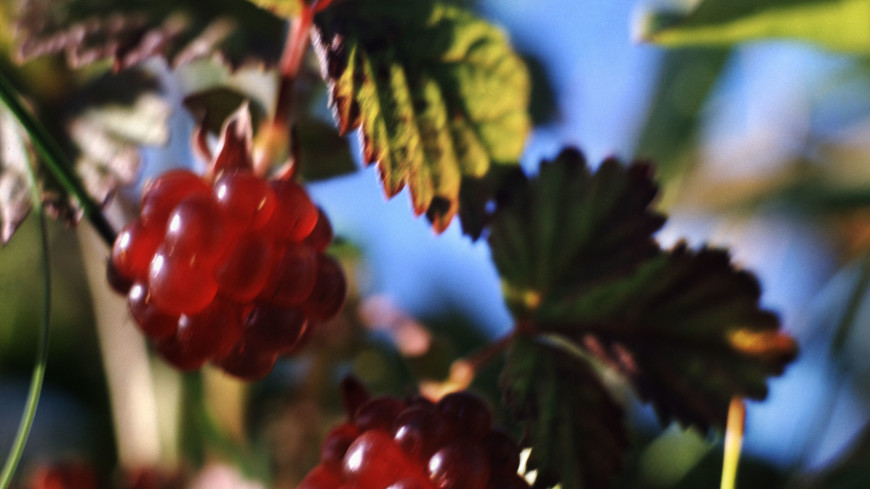 В Челябинской области обнаружили морозостойкую ягоду