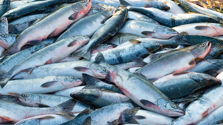 В Росрыболовстве сообщили о работе по поиску новых рынков сбыта российской рыбы