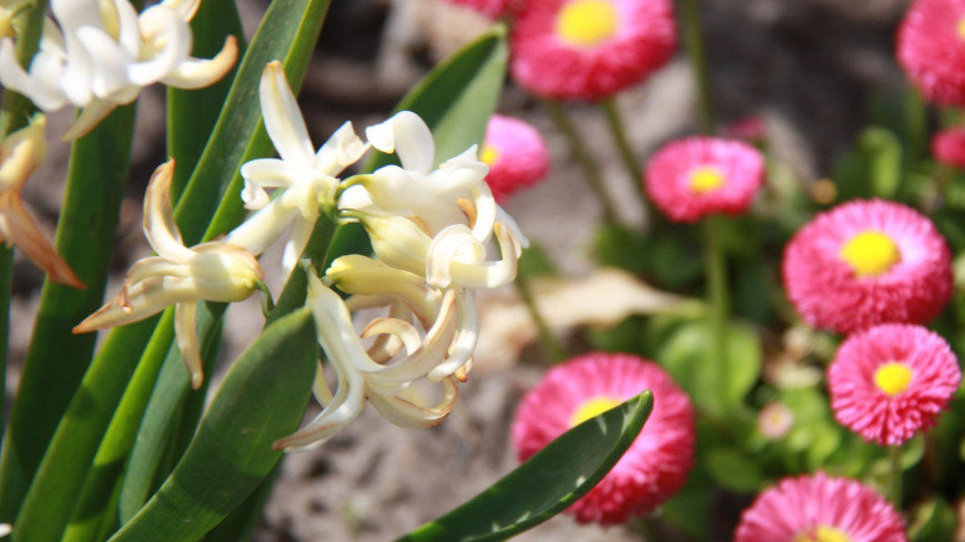 Биолог предупредила о неожиданной скрытой опасности весенних цветов