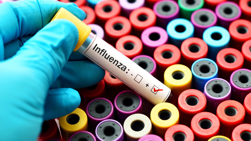 «Риск генетической изменчивости в разы повышается»: для кого опасен новый птичий грипп H3N8?