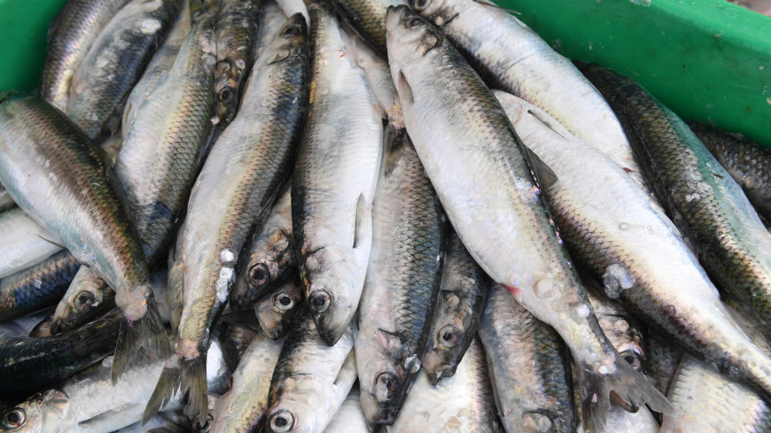 Памятник треске: как добывают и обрабатывают рыбу в Мурманске?