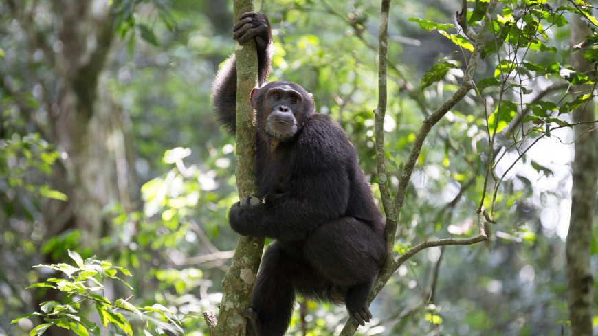 В зоопарке Алматы шимпанзе Паша сбежал из клетки и толкнул женщину с коляской