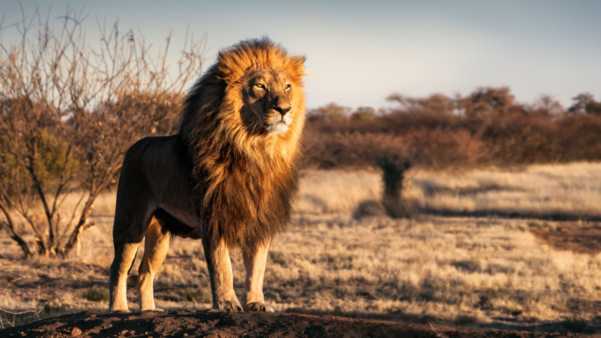 Ученые выяснили, как сделать львов добрее к сородичам