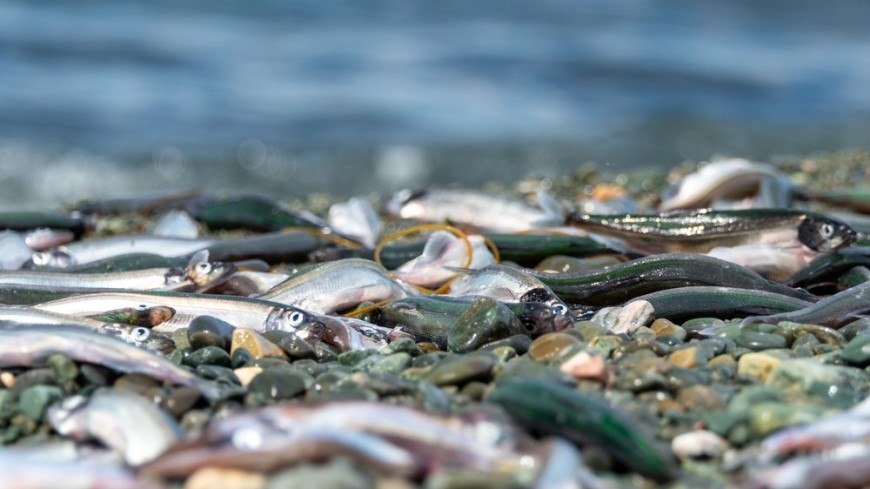 Заражена червями: в мойве у берегов Сахалина обнаружили гельминтов