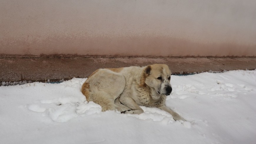 На Камчатке стая бездомных собак напала на школьницу