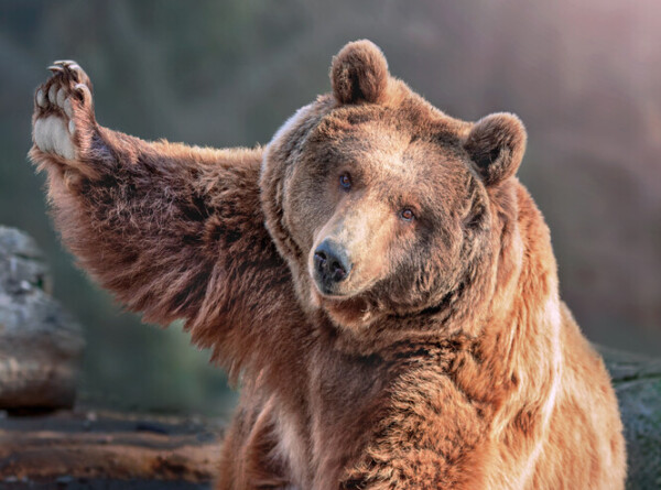 Объевшегося галлюциногенным медом медведя спасли ветеринары в Турции