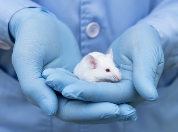 Подопытных крыс в российских лабораториях заменят фантомы