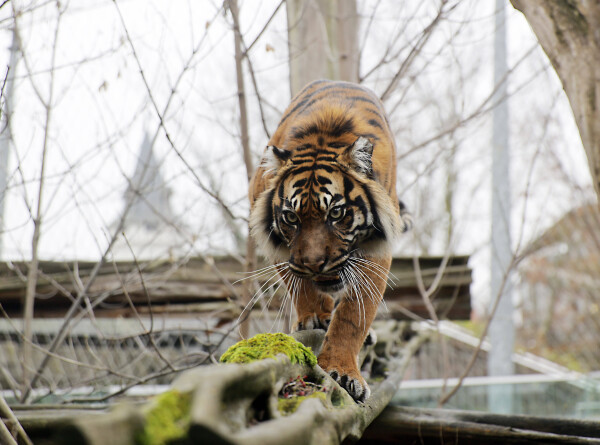 Новоселье для тигрицы: спасенную в Приморье хищницу привезли в Москву
