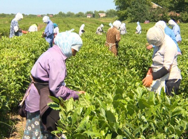 От плантации до чайханы: производство чая в Азербайджане
