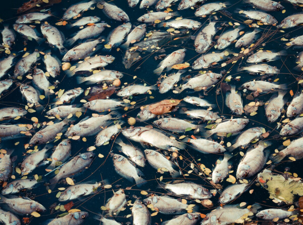 Массовую гибель рыбы после попадания ртути зафиксировали в реке Одер