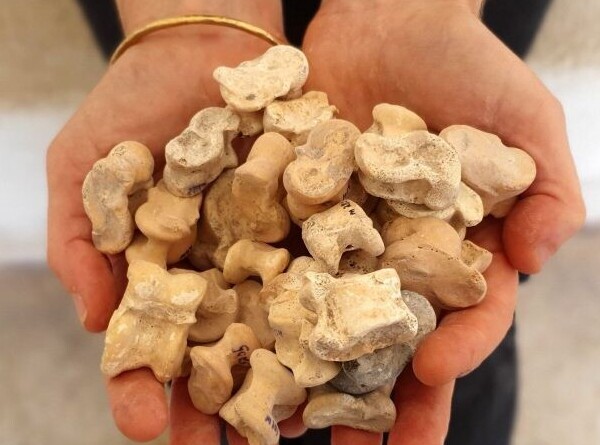 Коллекцию гадальных костей возрастом 2300 лет нашли в подземном городе Израиля
