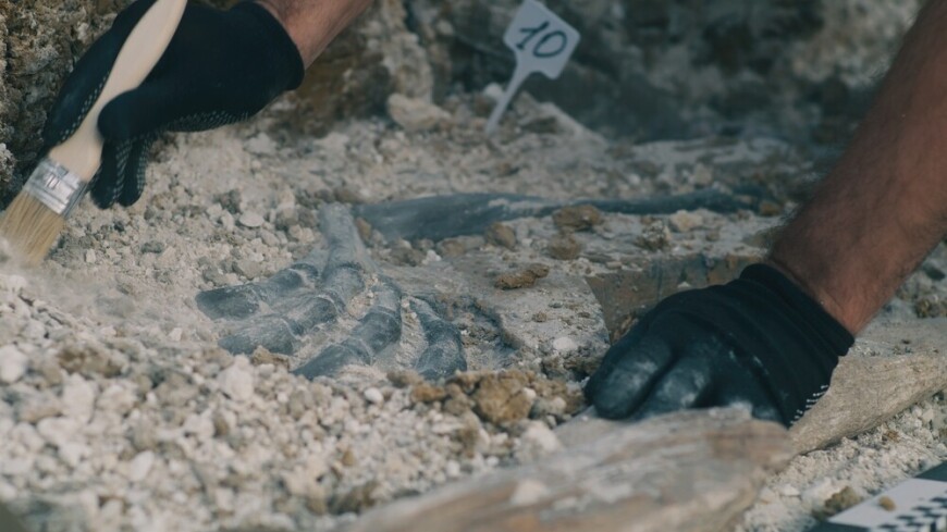 Древнее морское дно с сотнями окаменелостей нашли в Новой Зеландии при ремонте