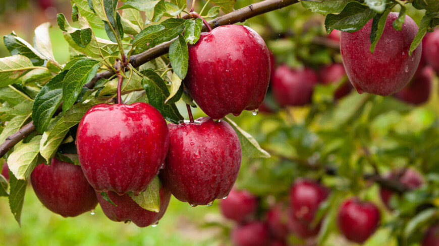 Таджикские садоводы поделились методом правильного сбора и хранения яблок