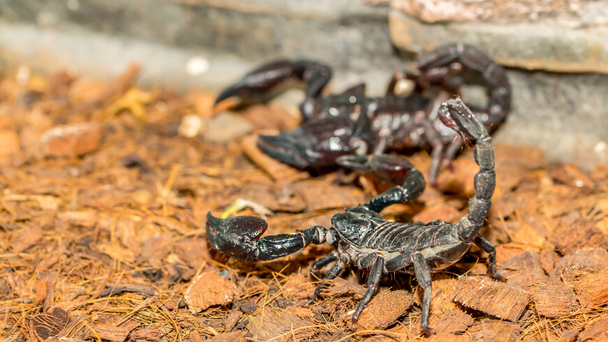 Два неизвестных вида скорпионов нашли в Калифорнии