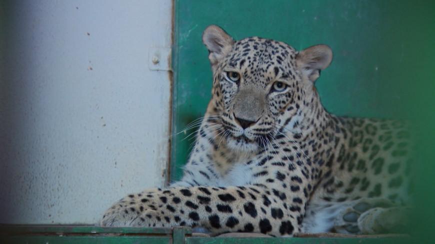 Редкого переднеазиатского леопарда привезут из Туркменистана в Россию