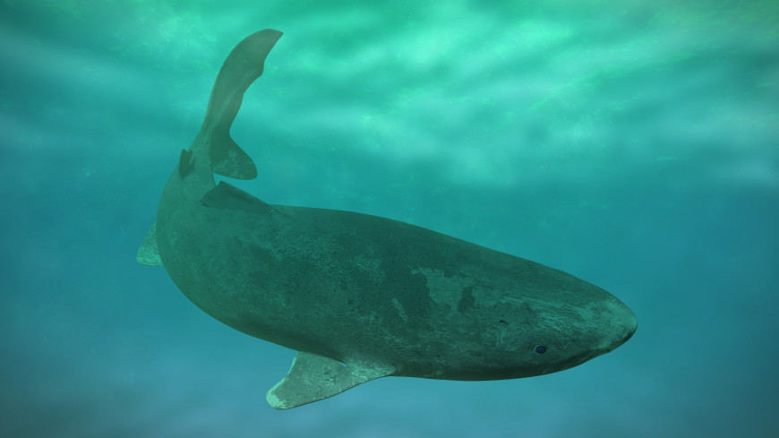Северную гренландскую акулу впервые обнаружили в Карибском море