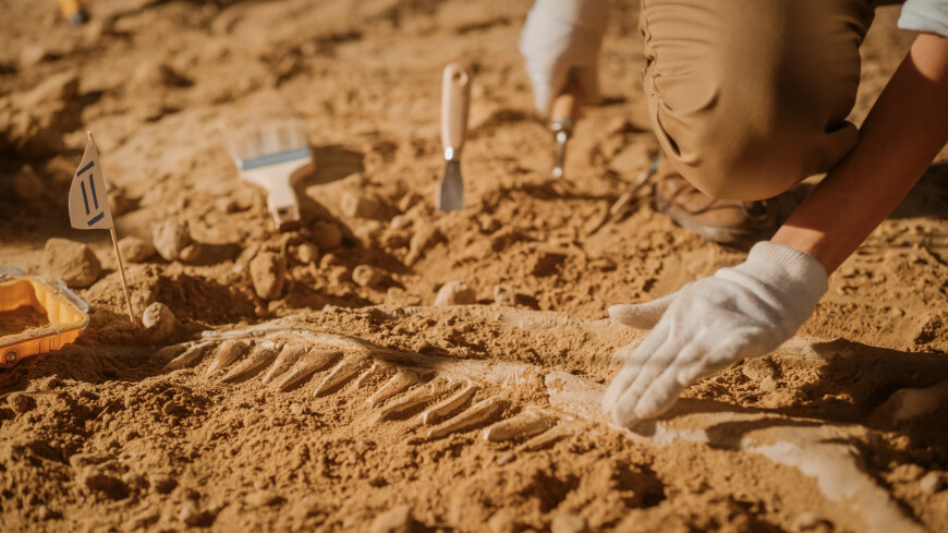 Кости крупнейшего динозавра Европы нашли в Португалии