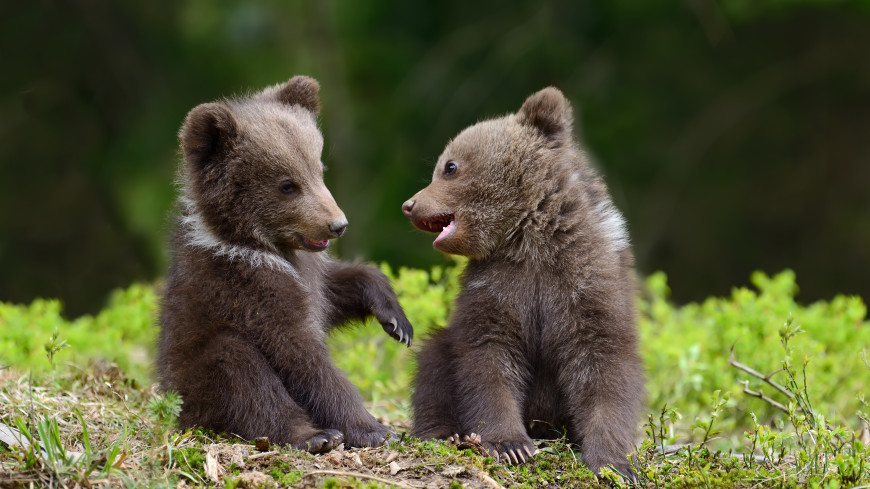 Игры медвежат на березе в Якутии закончились падением