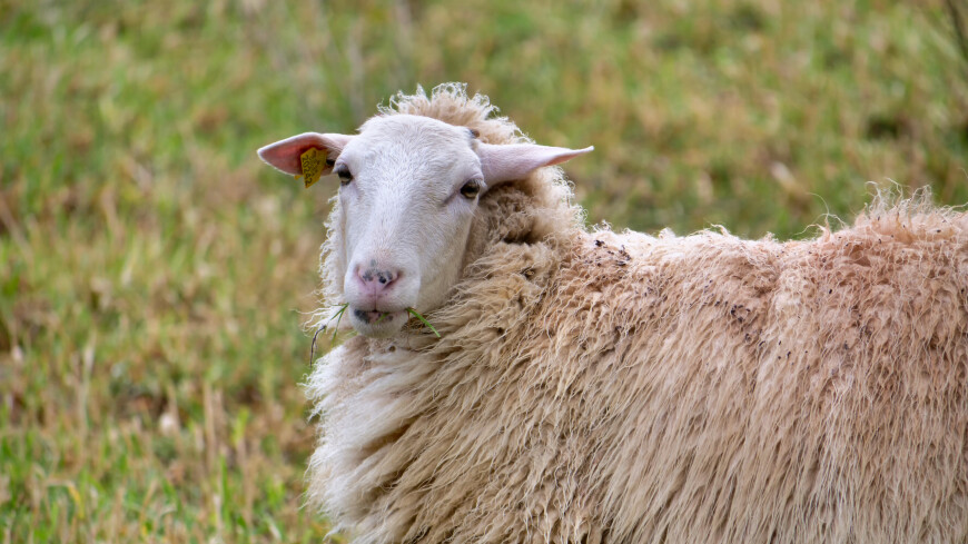 Овца выбежала на шоссе в Англии и перекрыла движение в обе стороны