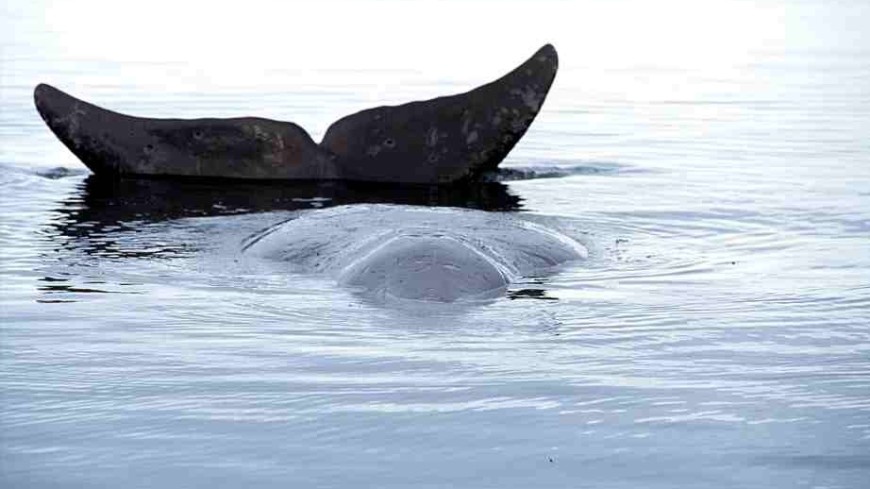 Спасатели срезали почти все снасти, в которых запутался кит в Охотском море
