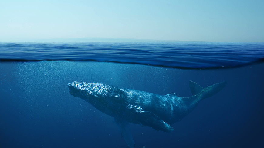 Зрительный пигмент помог отследить эволюцию китов