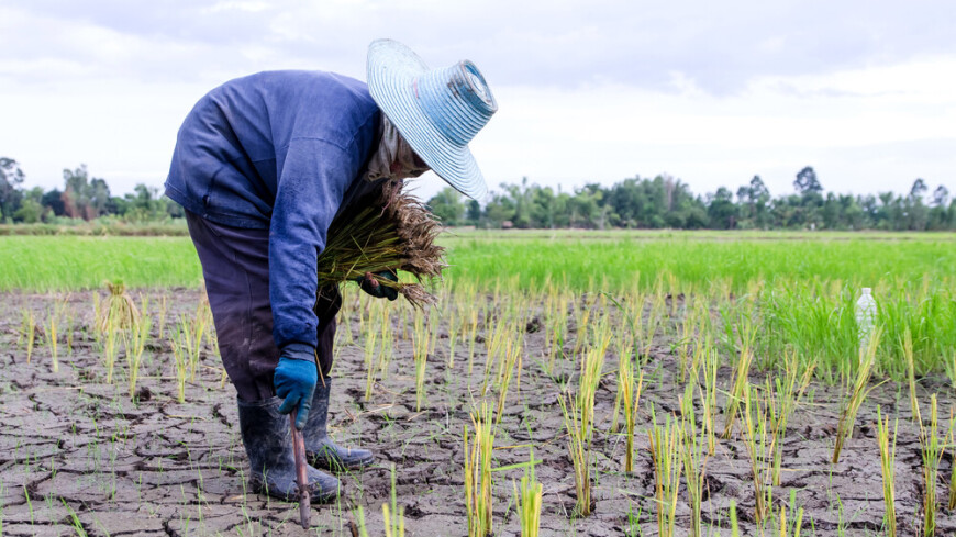 СМИ: Китай намерен защитить урожай от засухи с помощью искусственных осадков