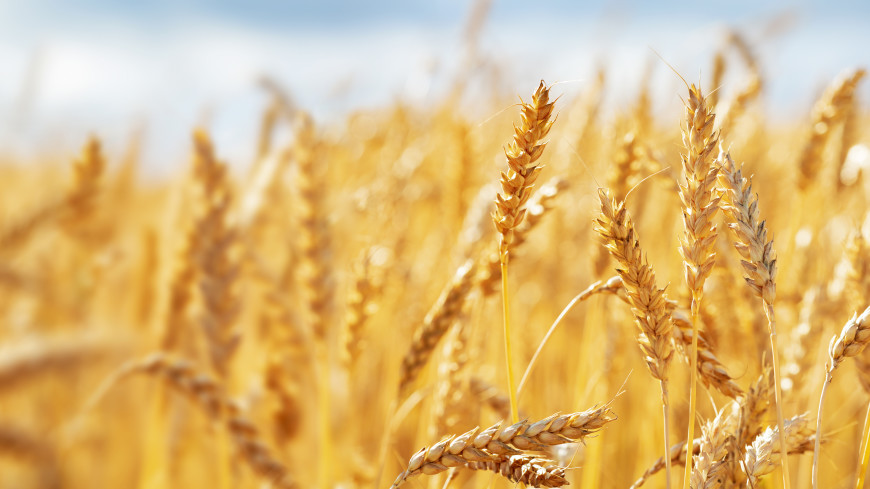 Минсельхоз: Засуха на треть снизит урожай пшеницы в Молдове