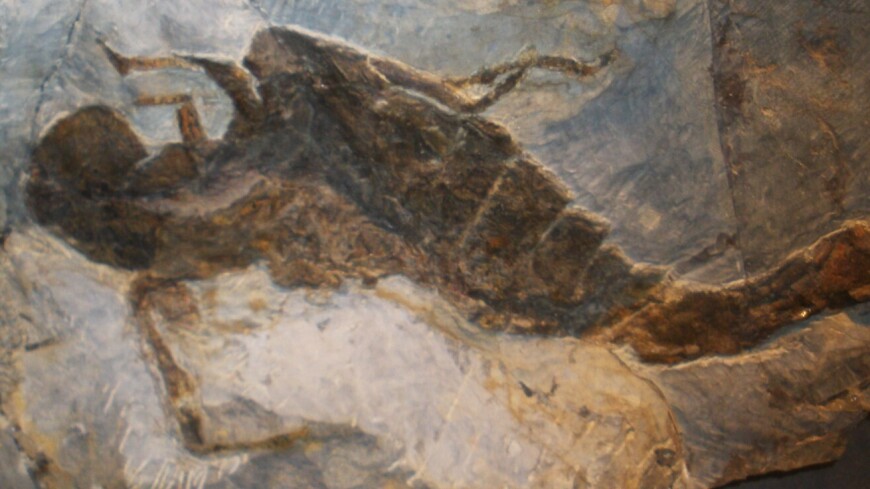 Древнего ракоскорпиона обнаружили в шахте Беларуси
