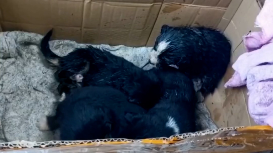 Сотрудники МЧС спасли в затопленной Находке четверых щенят