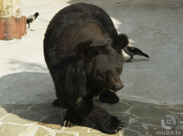 На Камчатке медведи спрятались от метели на остановке