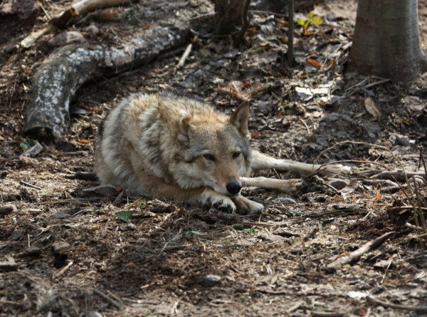 Зараженные токсоплазмозом волки чаще становятся вожаками