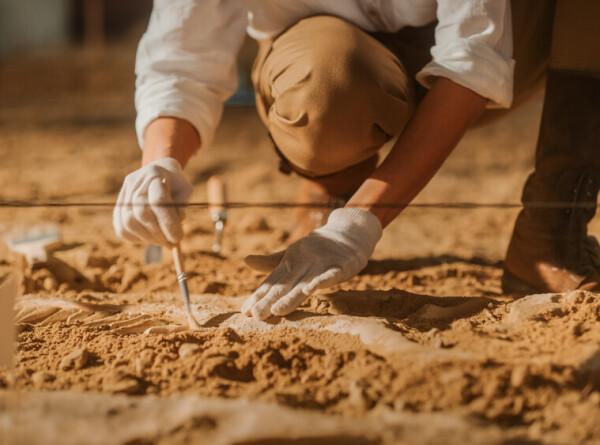 Останки древнейшей в мире ящерицы «откопали» в музейном запаснике