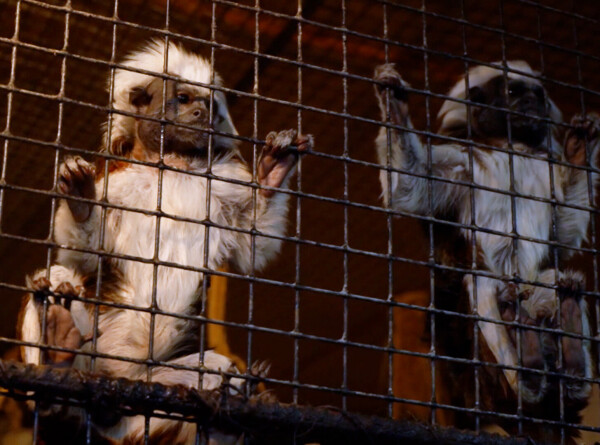В Кишиневском зоопарке животных закаляют на случай перебоев с электричеством