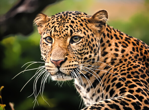 Живет на две страны: редкого леопарда заметили у российско-китайской границы
