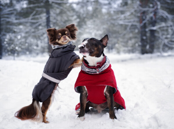 Кинолог рассказал, какие породы собак нуждаются в зимней одежде