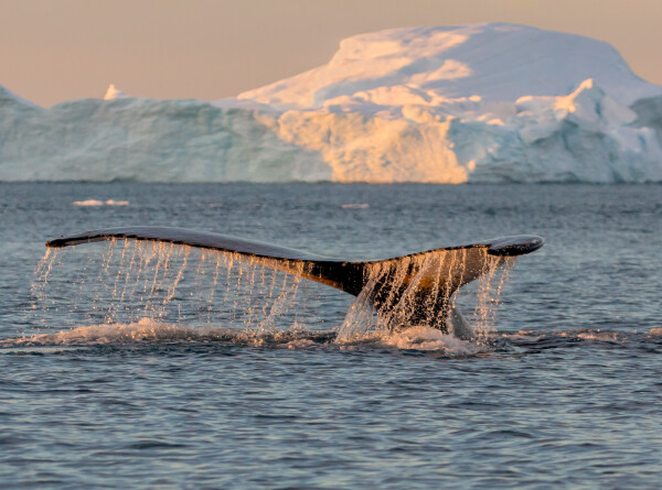 Гренландских китов впервые за девять лет заметили в заповеднике на Чукотке