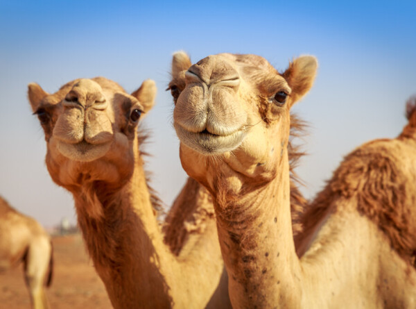 Самого красивого верблюда выбрали в Катаре