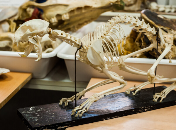 Скелет последнего тасманского тигра случайно нашелся в шкафу музея