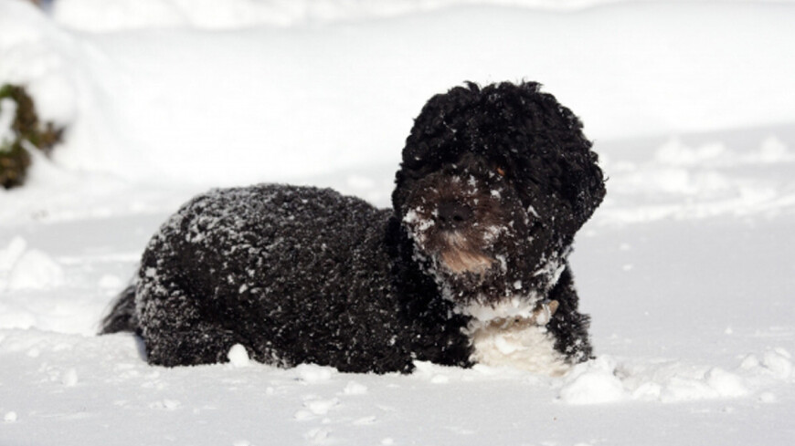 Фото: Pete Souza, &quot;Белый Дом США&quot;:http://whitehouse.gov, щенок, снег, снегопад, собака, зима