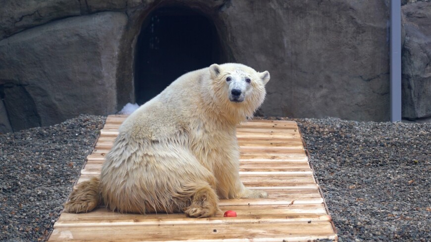 Зоолог объяснил желтоватый оттенок шерсти медведя Диксона