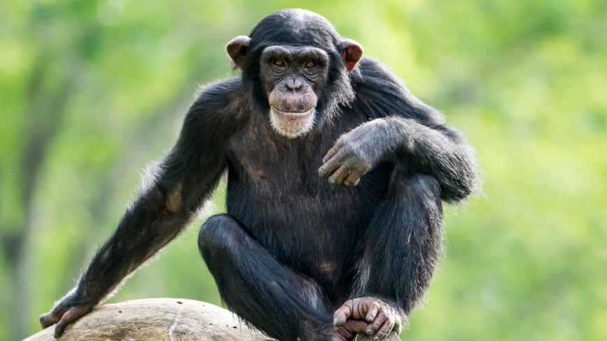 Теорию об эволюции прямохождения у людей развенчали благодаря шимпанзе