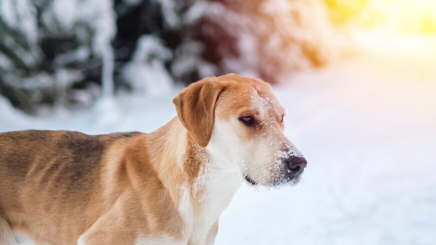 Собаки спасли хозяина с инсультом, сутки согревая его на морозе в лесу под Ростовом