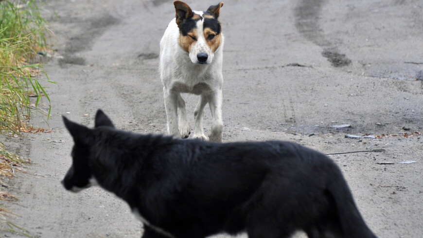 Главу района в Забайкалье обвинили в халатности из-за нападения бродячих собак