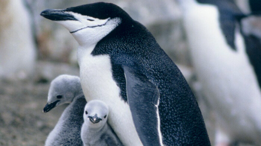 Антарктическим пингвинам предрекли вымирание к 2100 году